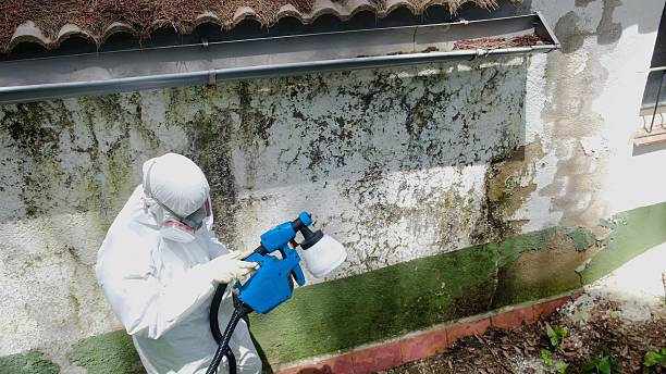 Mold Removal service in Austell